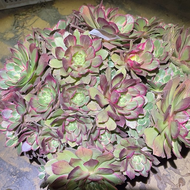 大**暖多肉植物断枝不包231莲花座