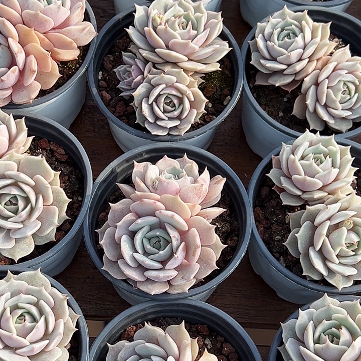      双头      露娜莲