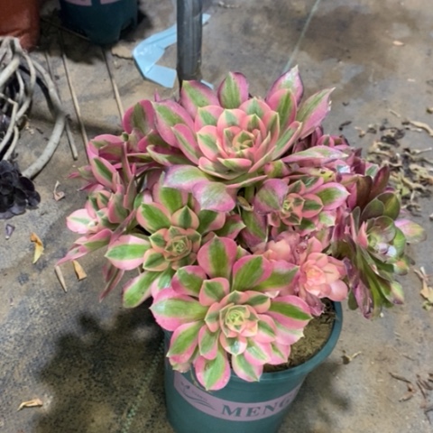 粉女巫多肉植物023