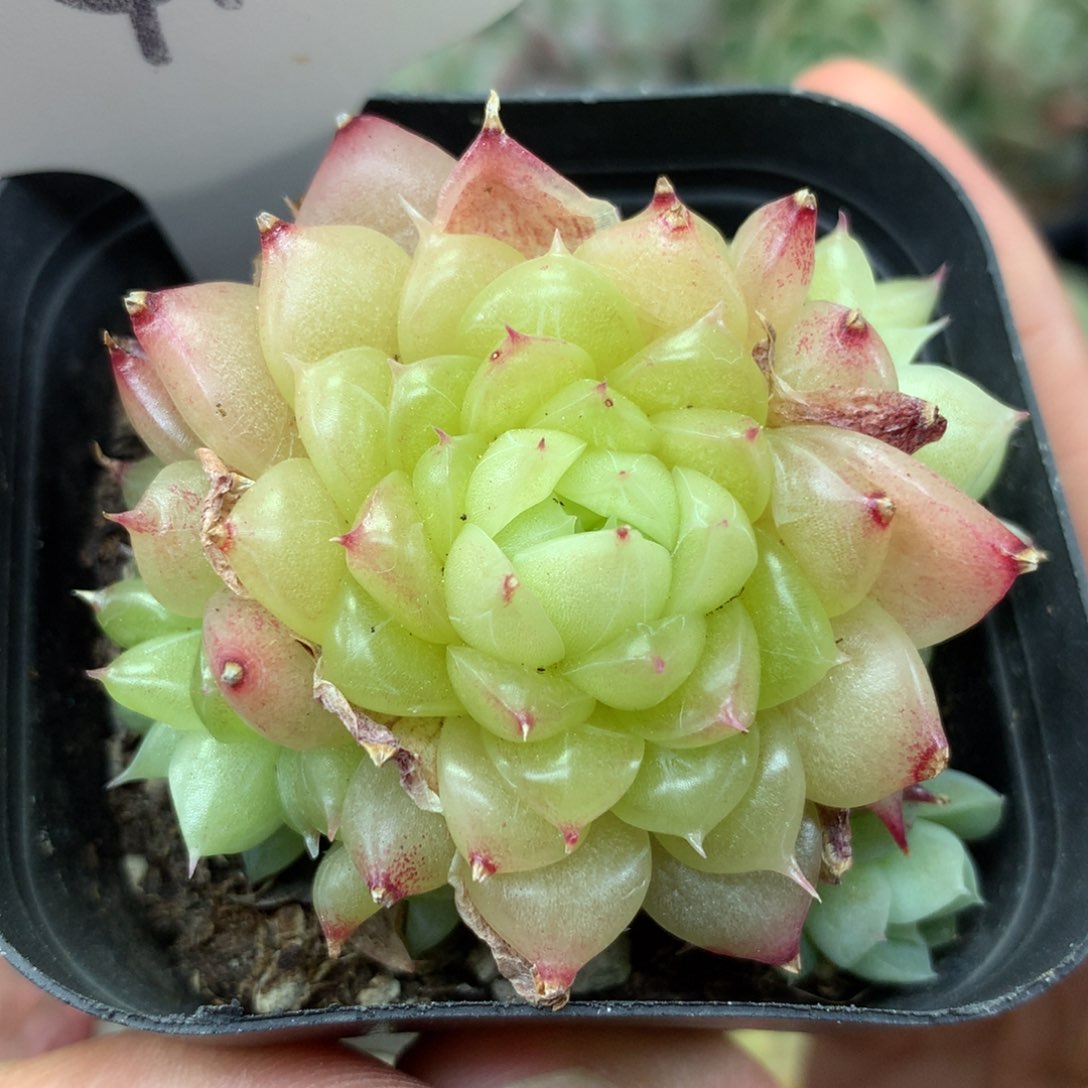 珍妮麦秆捧花群4123