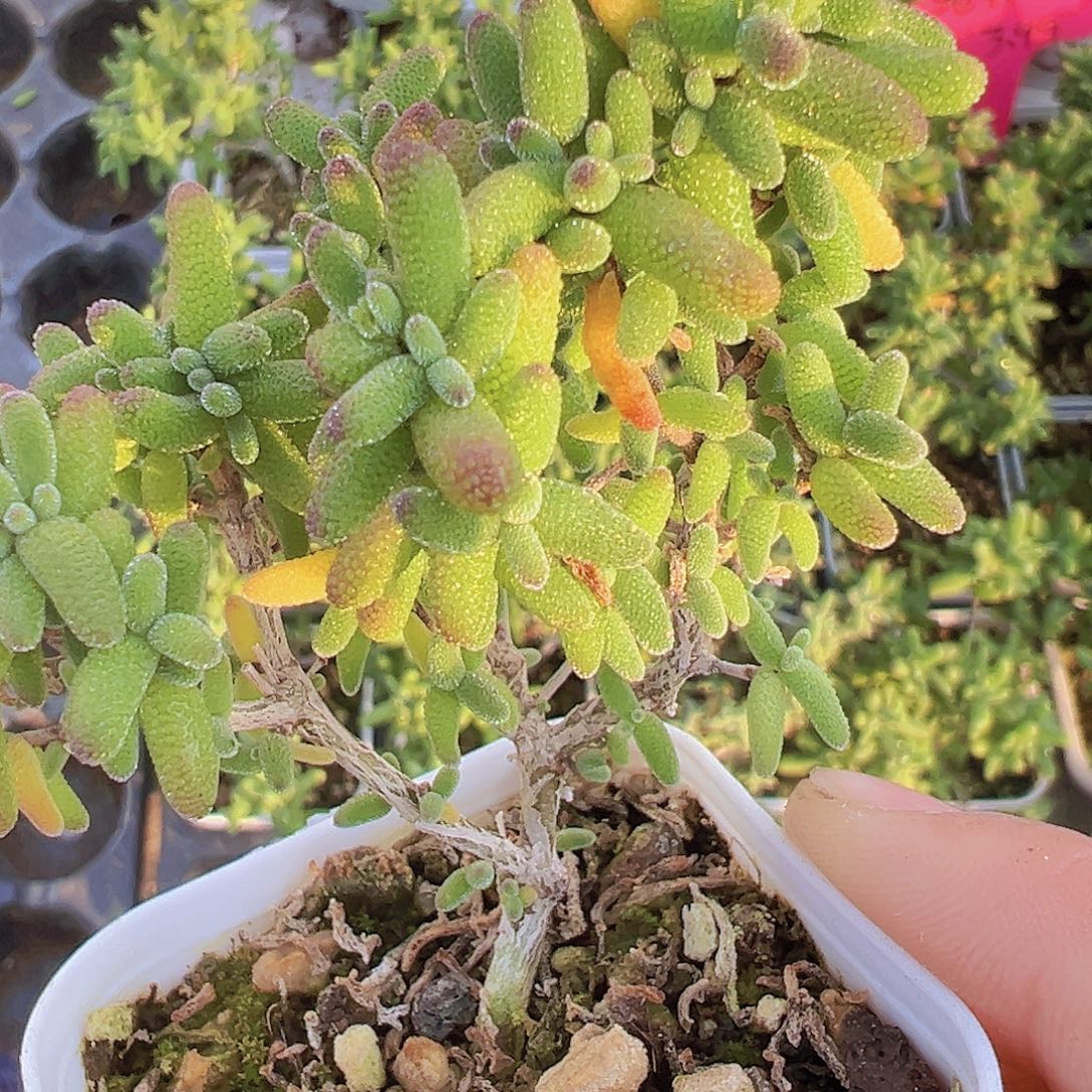 老桩糖球19包邮多肉