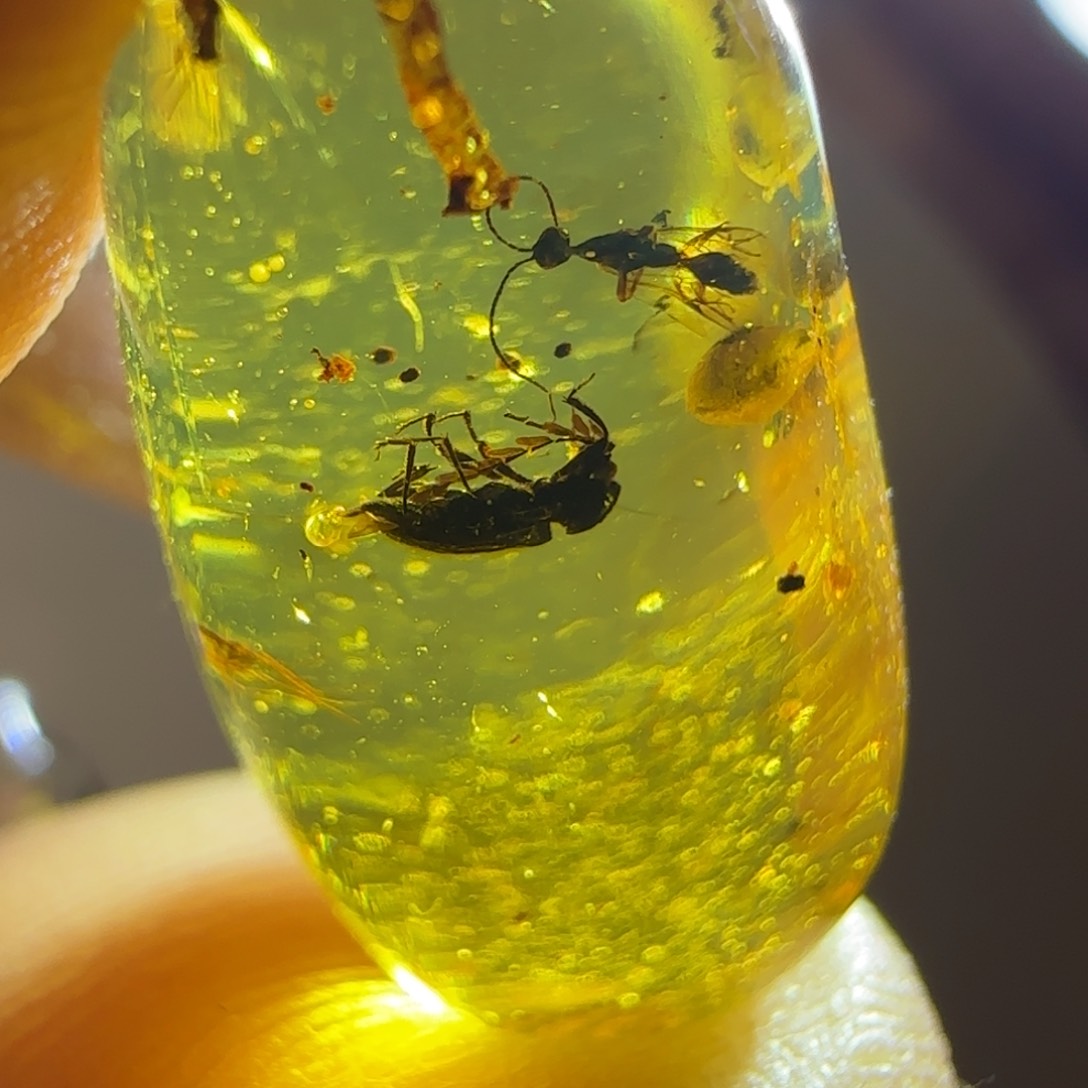 琥珀裸石未镶嵌甲虫  蜂