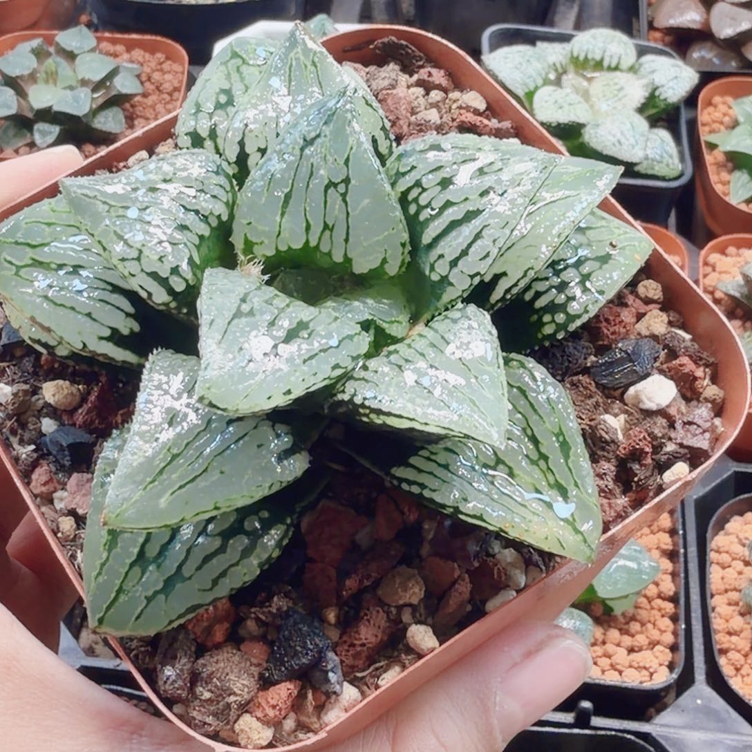 无花朵十二卷马丽丽母本