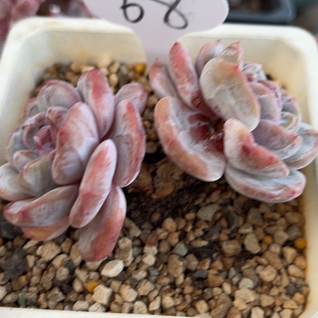 68号两头长腿紫心