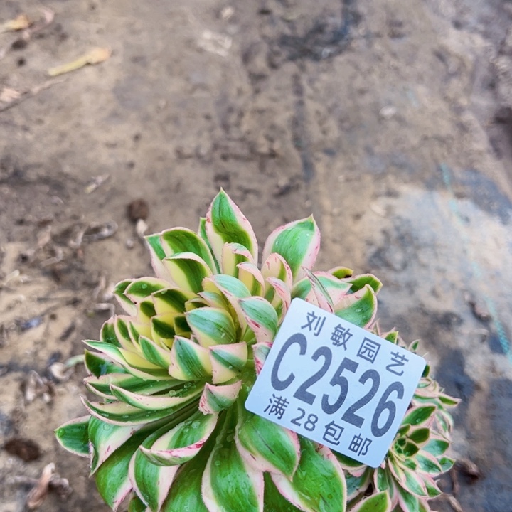 2526青莲多肉植物法师