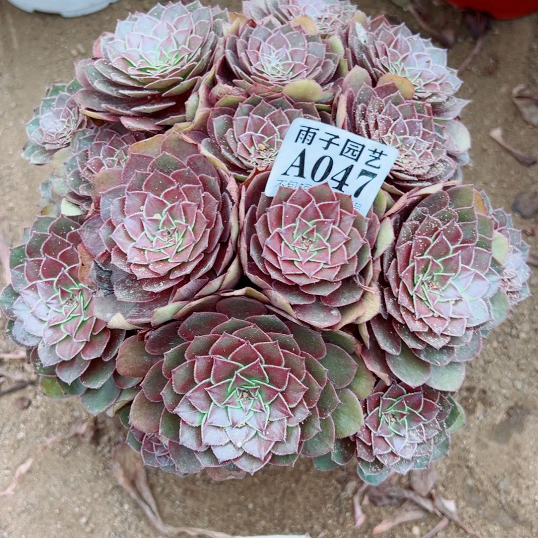 047红魔玫瑰尺寸25左右