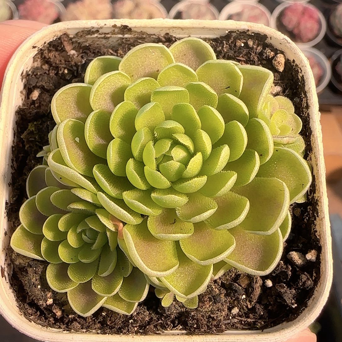 多肉1204-214捕虫堇