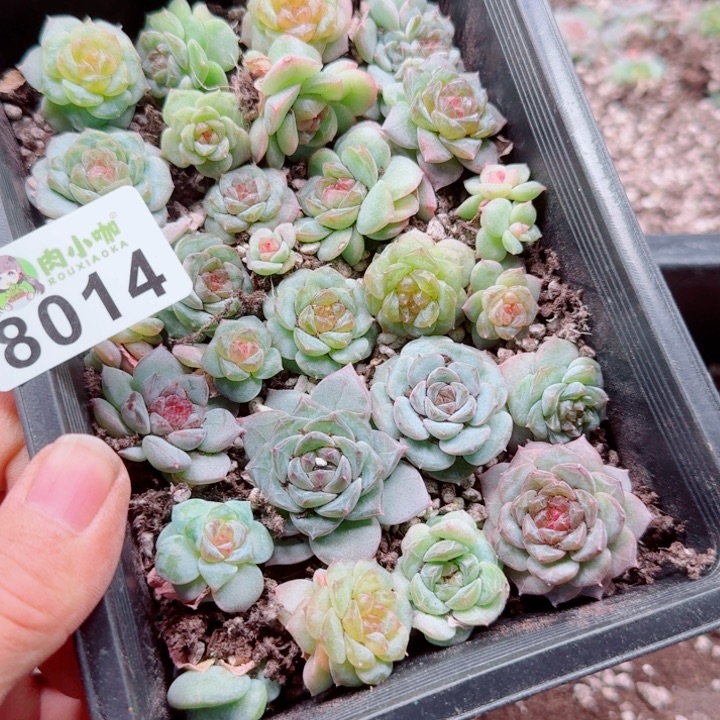 可***可多肉植物多肉植物