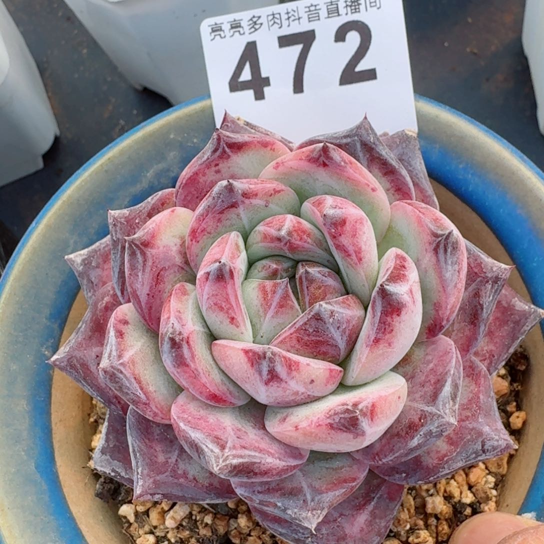 红拉糖         多肉植物