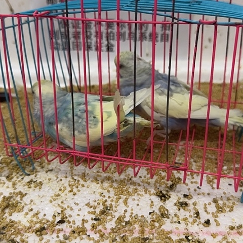 虎皮鹦鹉大头在线
