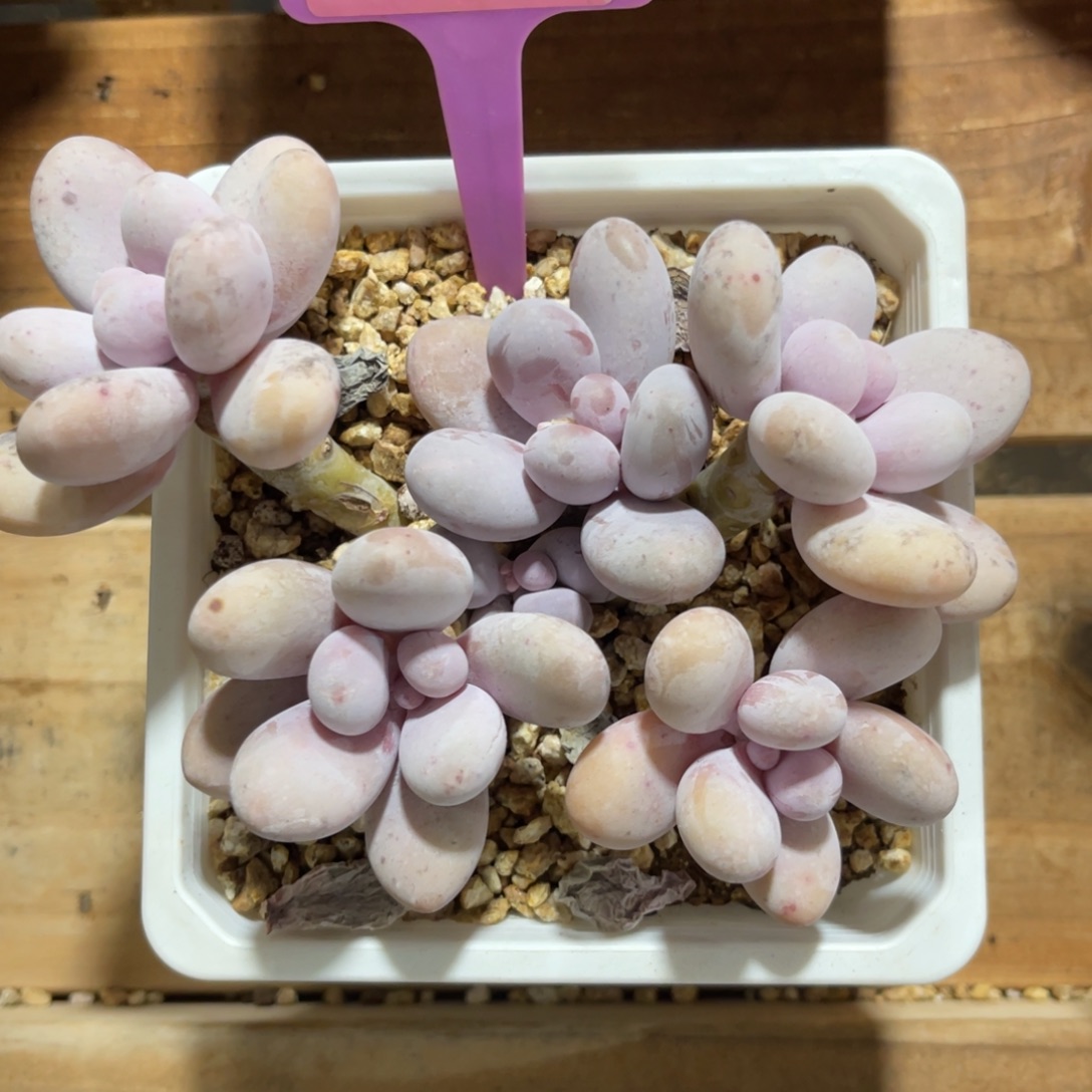 后****云尘多肉一物一拍1356