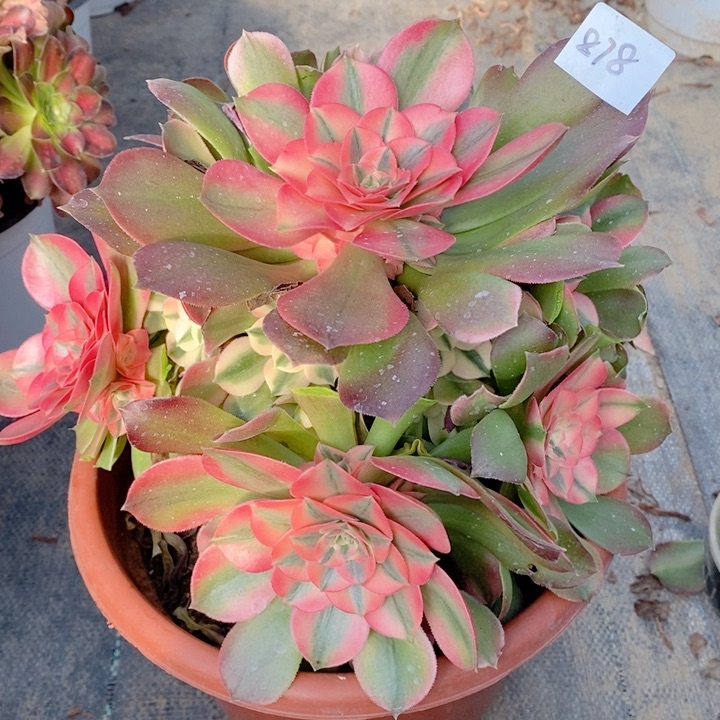 878香妃多肉法师