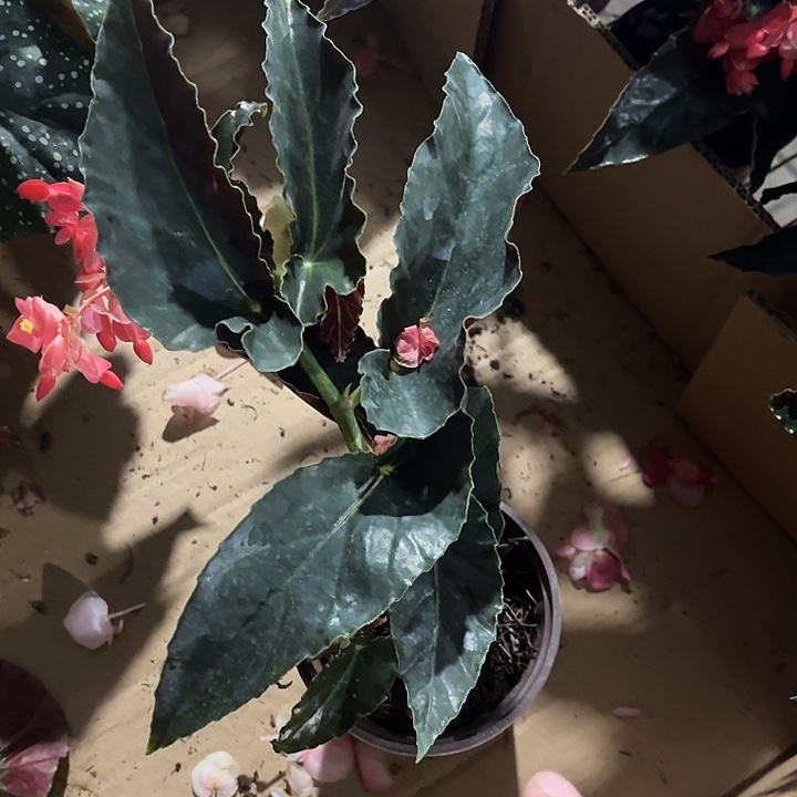 全部花苞龙翅海棠