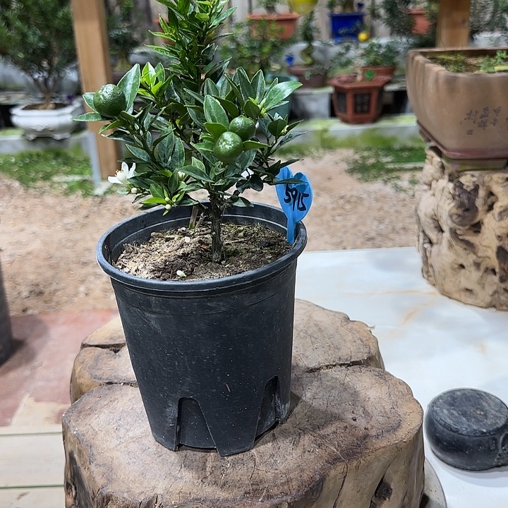 春***开直播间八房柑一物一拍