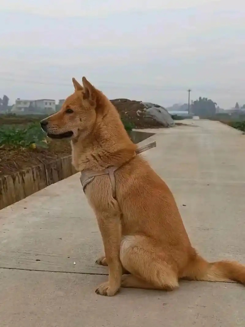 本地小土狗农户一手货源