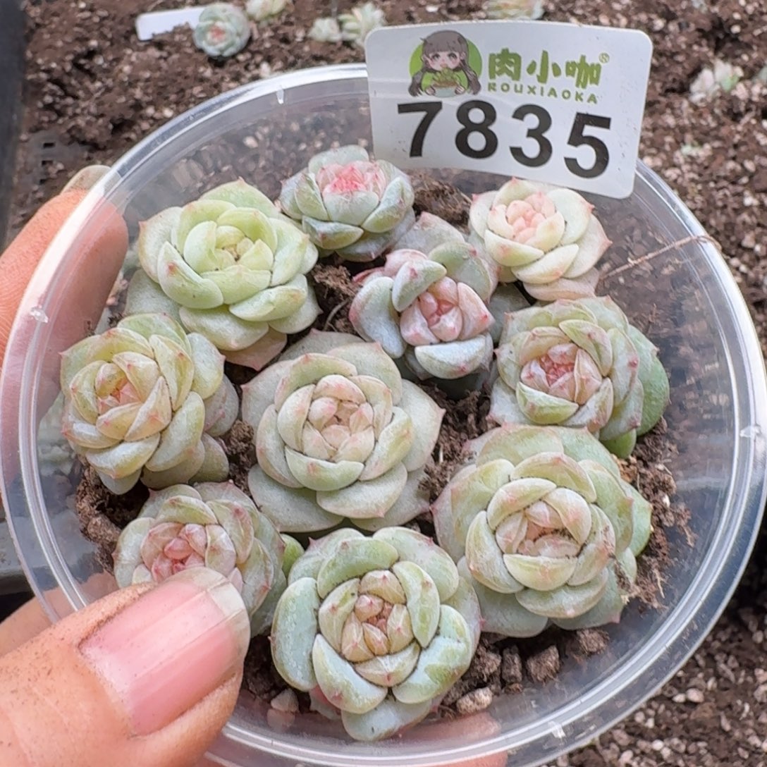 多肉植物多肉植物