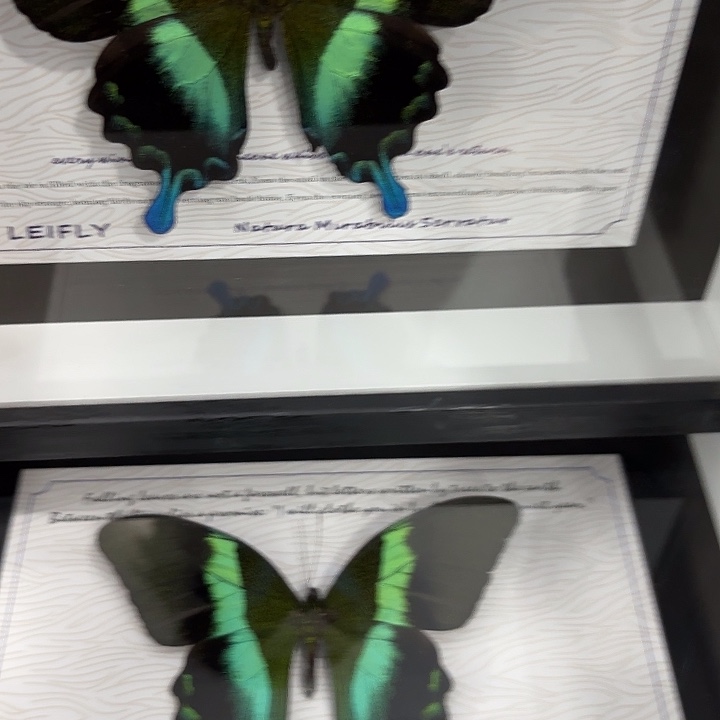 十寸新背景爱神凤蝶