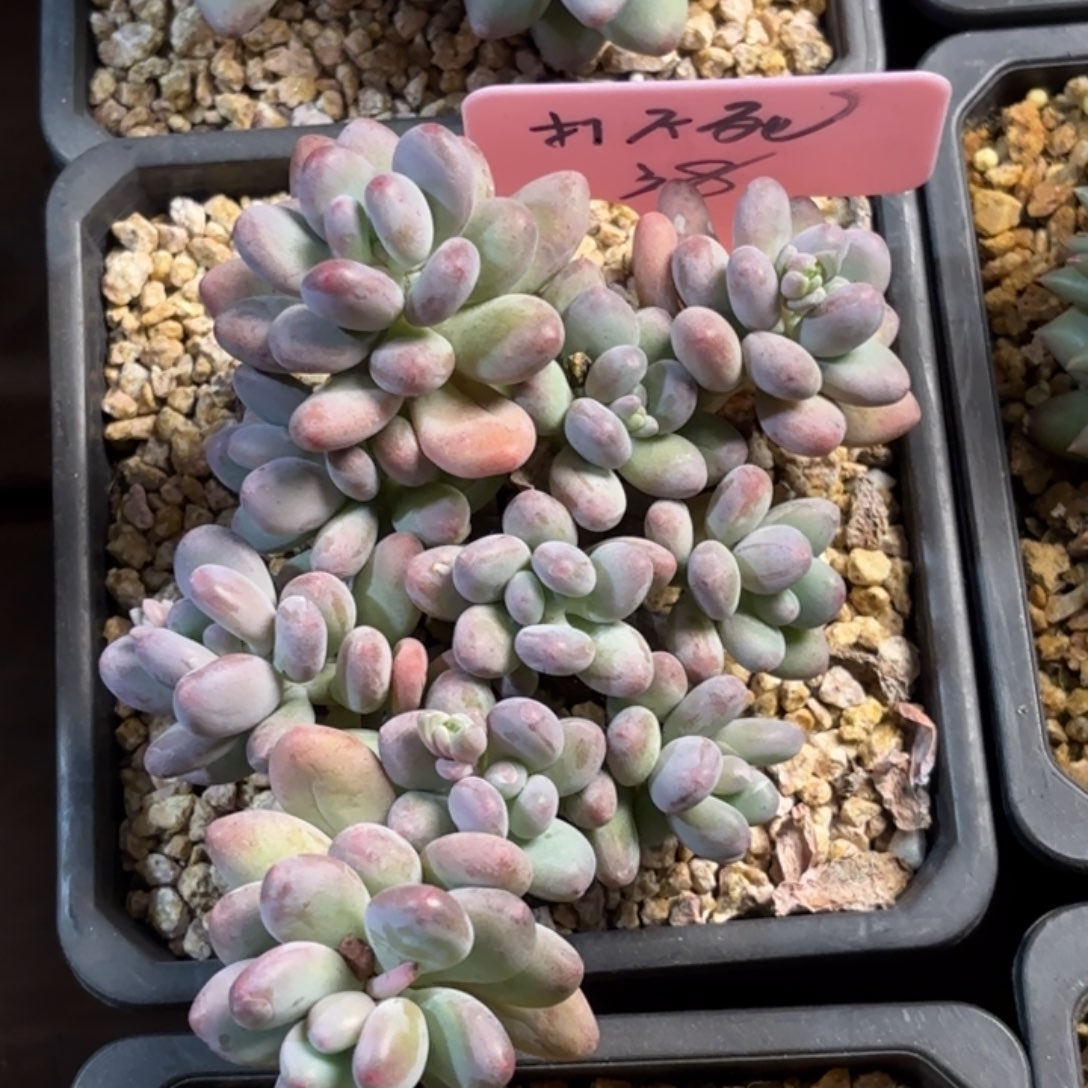 无花朵11111111111111