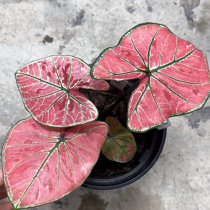 98-0205雅哈哈广东现货