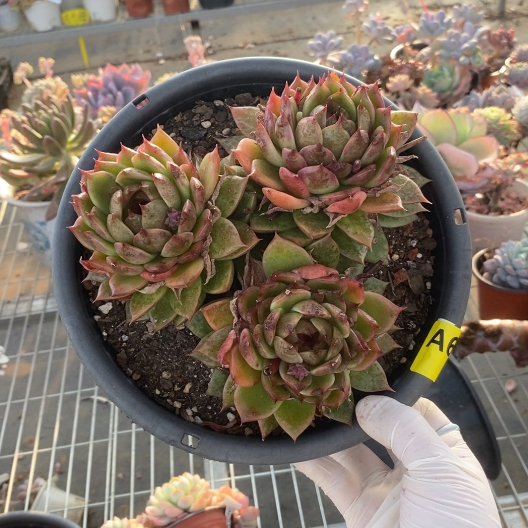 C***关680黑水晶一物一拍