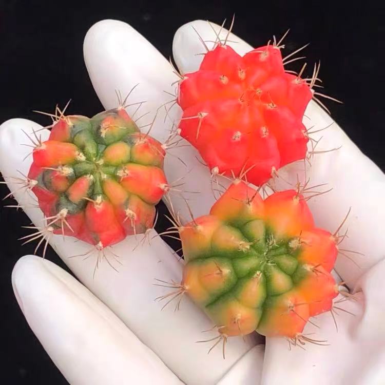 （凑满15包邮）稀有牡丹锦仙人球会开花多肉盆栽 5cm育苗盆带盆栽好