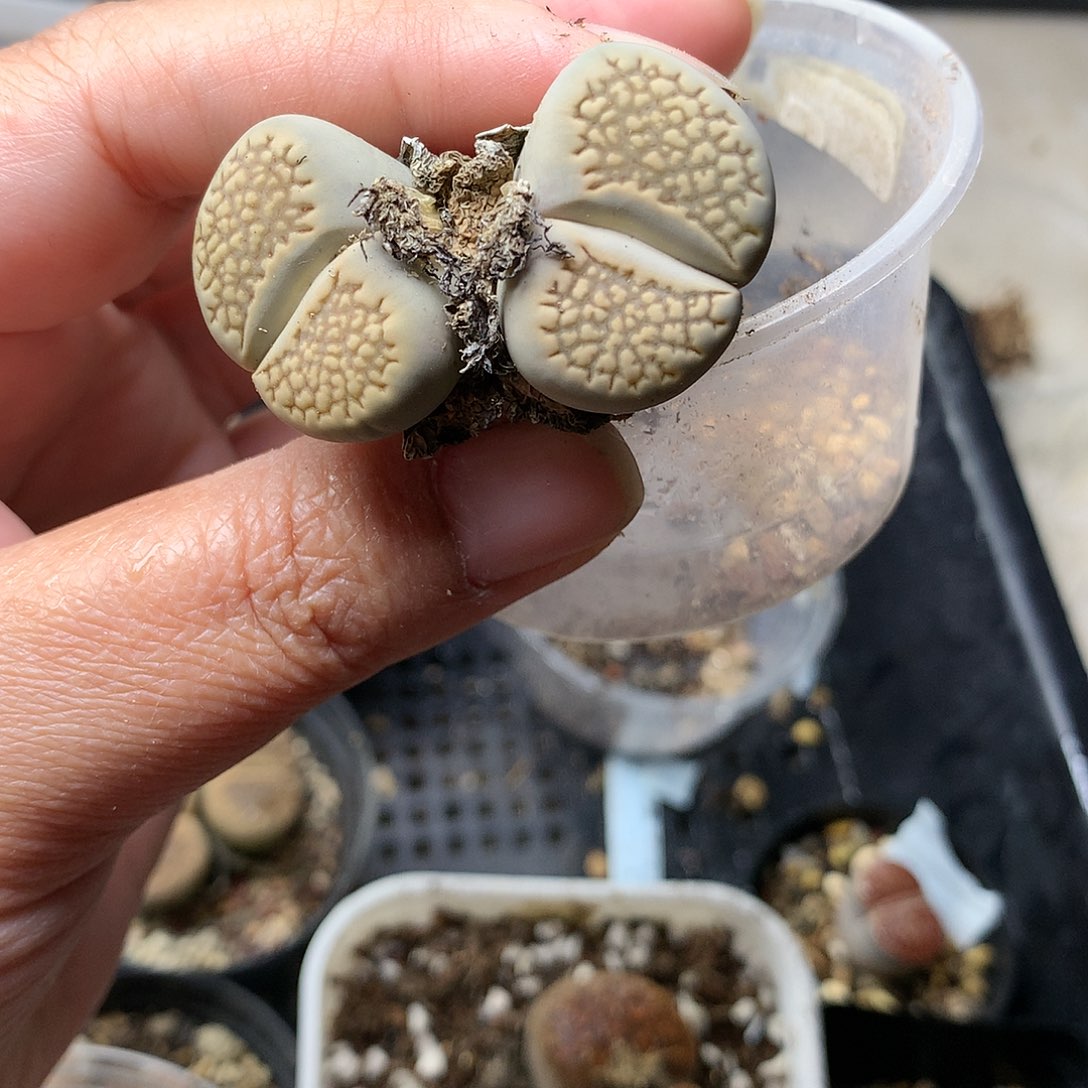 E64多肉植物保护研究所