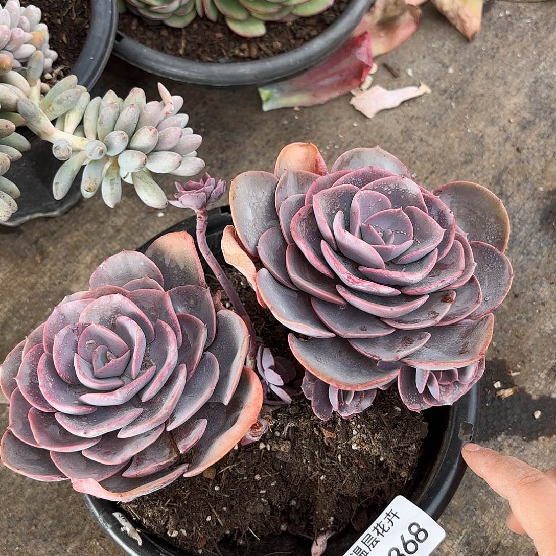 同温层多肉尘埃玫瑰368