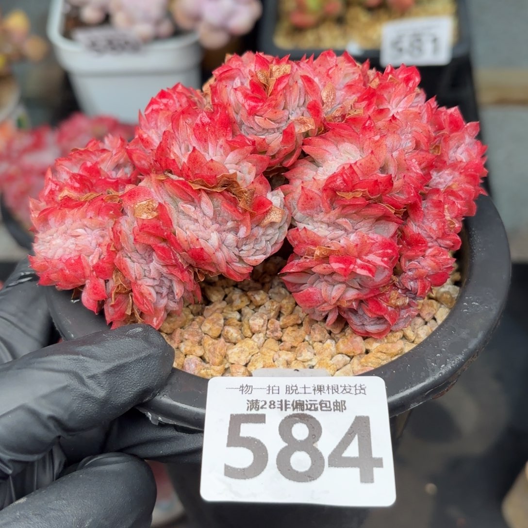 贝瑞缀化无盆土发货