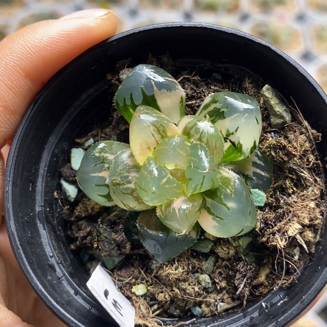 31水中月十二卷多肉植物