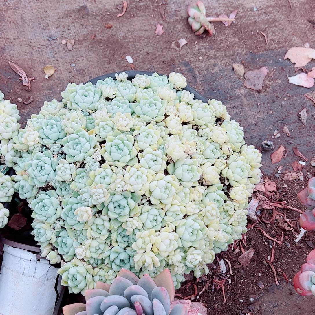 厚叶月影多头群生精品特价