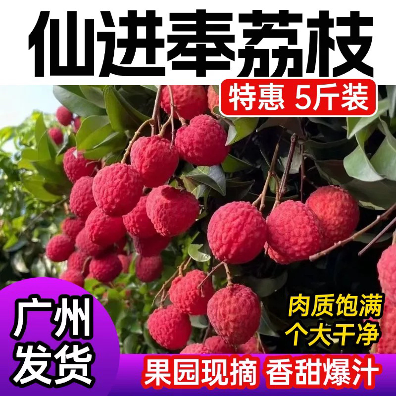 【5斤】增城仙村基岗仙进奉荔枝现摘荔枝仙进奉荔枝仙村仙进奉荔枝