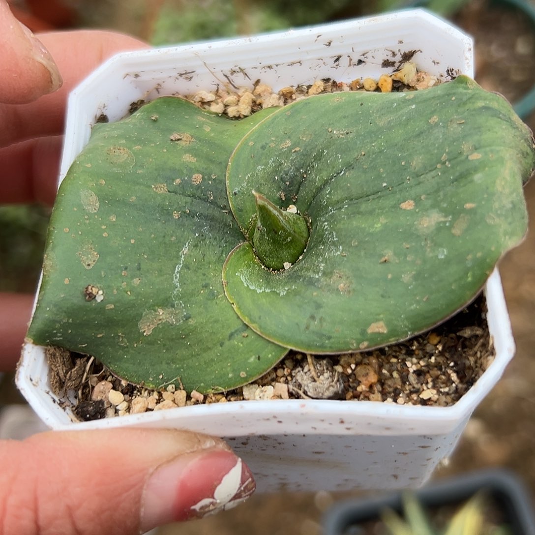 多肉植物艳镜开花