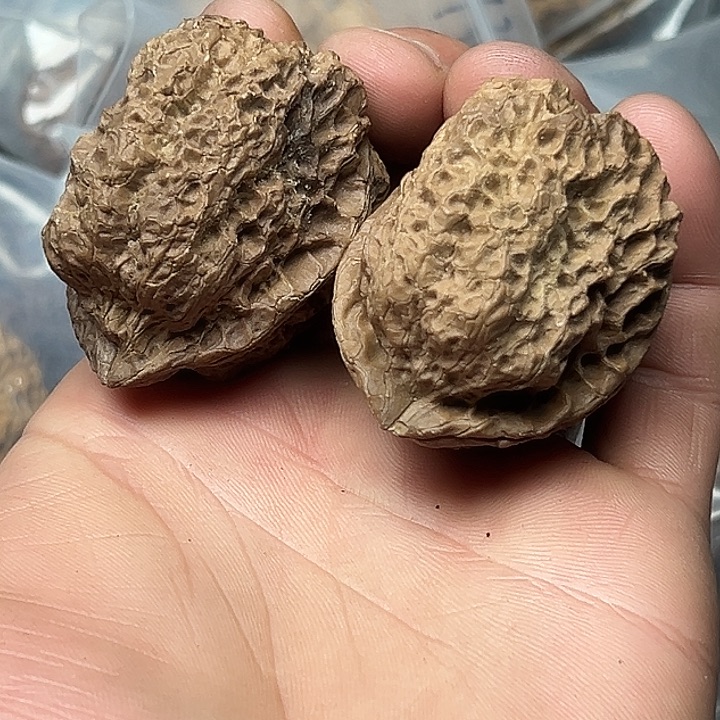 核桃40号七彩大妖蟾42尺