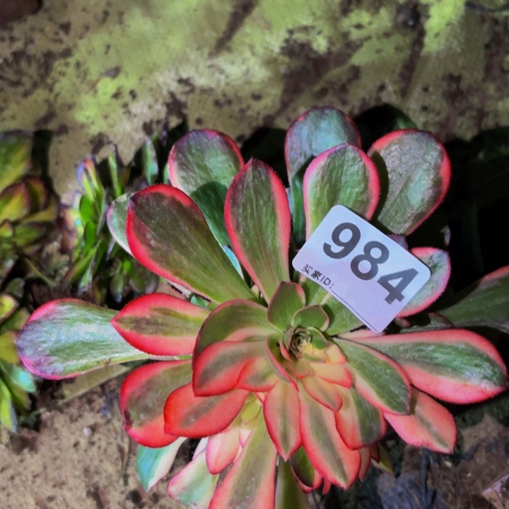 984黑魔锦多肉植物不售后