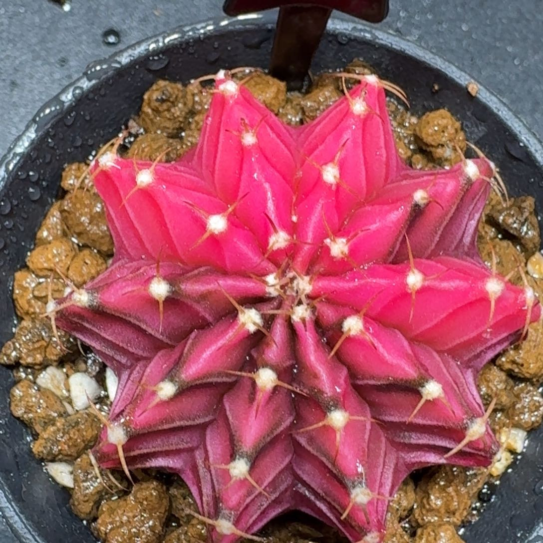 米哈实生自然锦泰国进口母球171