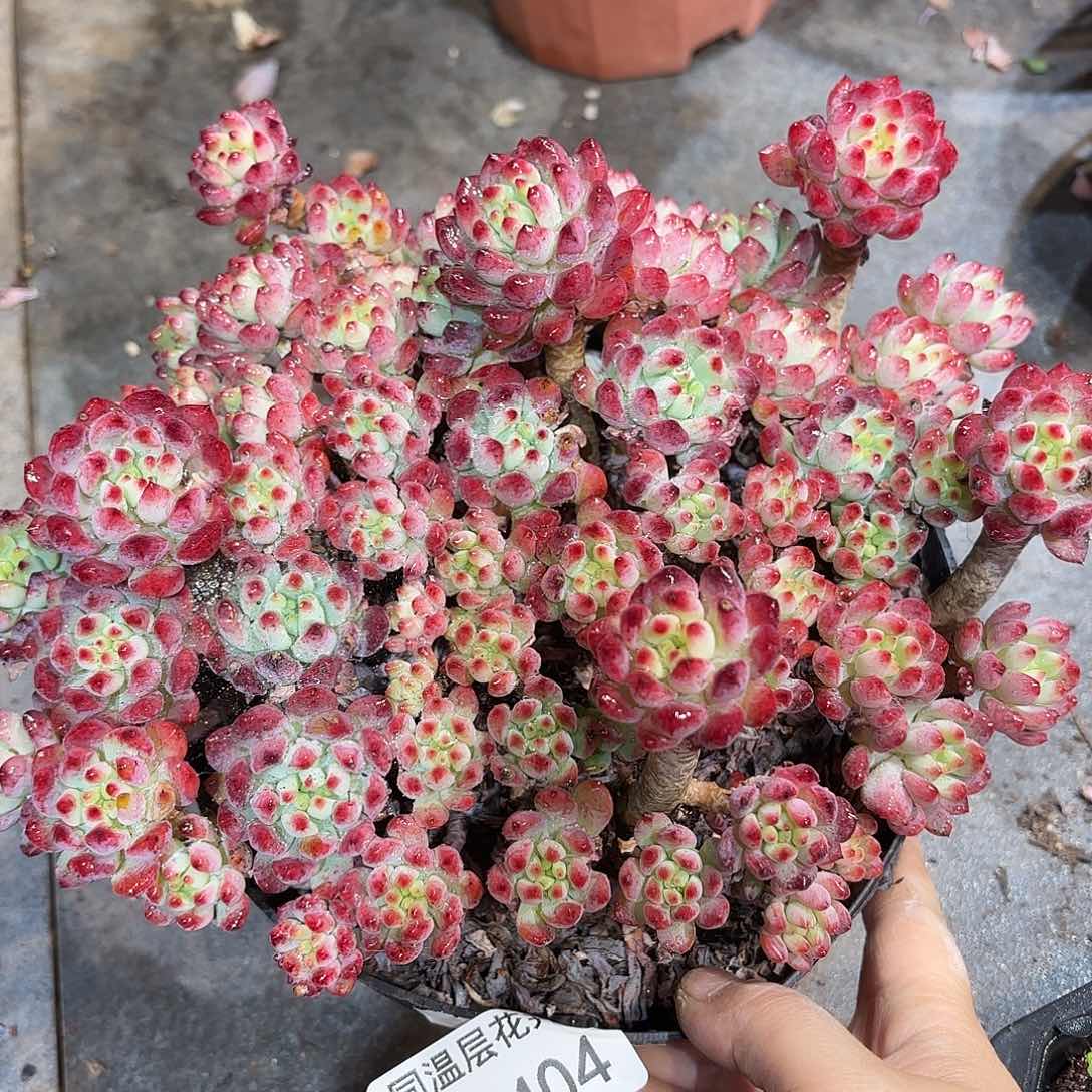 同温层多肉蓝苹果404