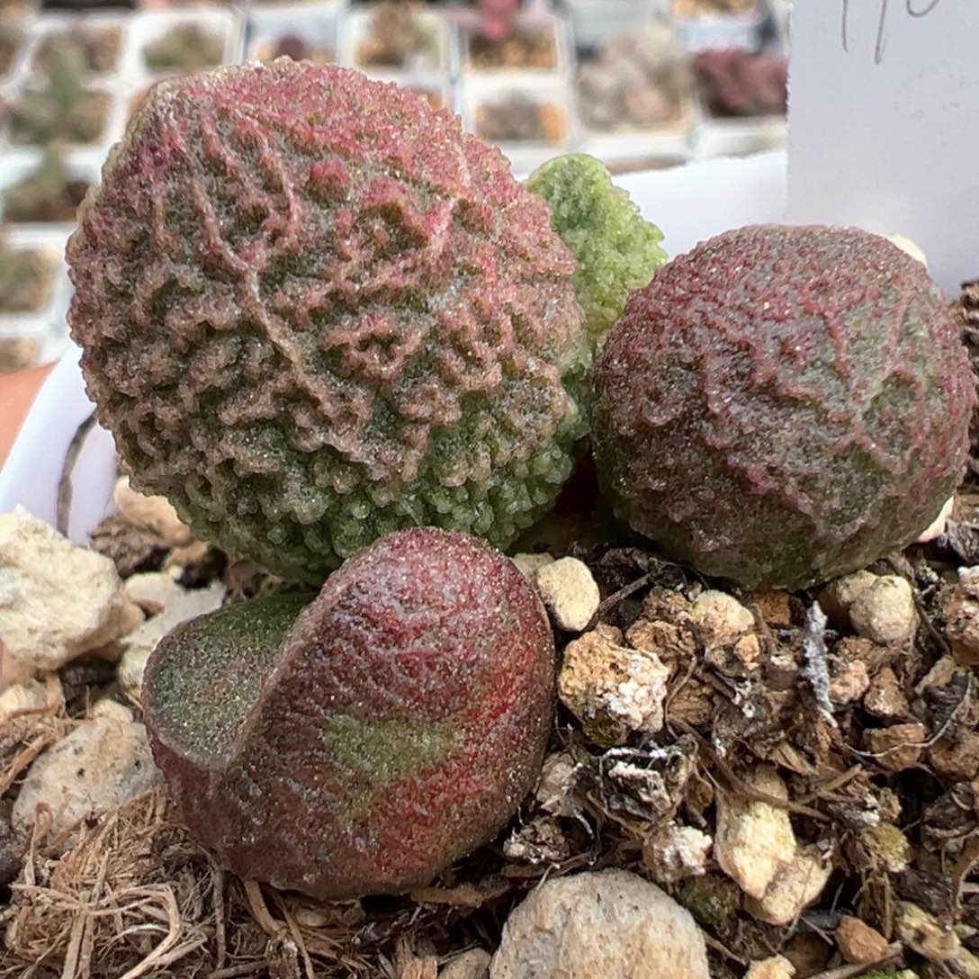 实生新品多肉植物水泡