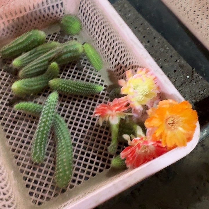 *****女王华笠一坨火龙果嫁接