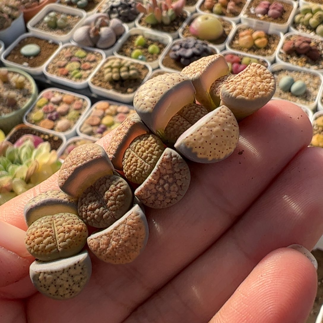 魅**种741多肉植物百科