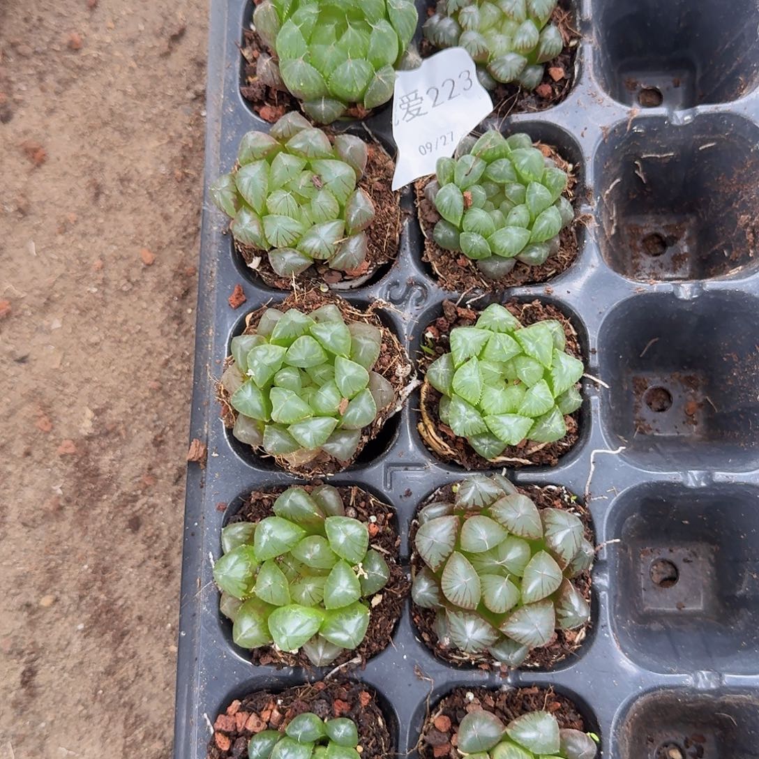直播福利一物一拍223
