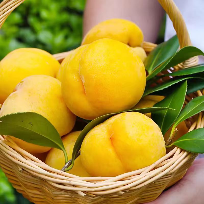 现摘锦绣黄桃纯甜无酸软糯脆甜黄金蜜脆桃