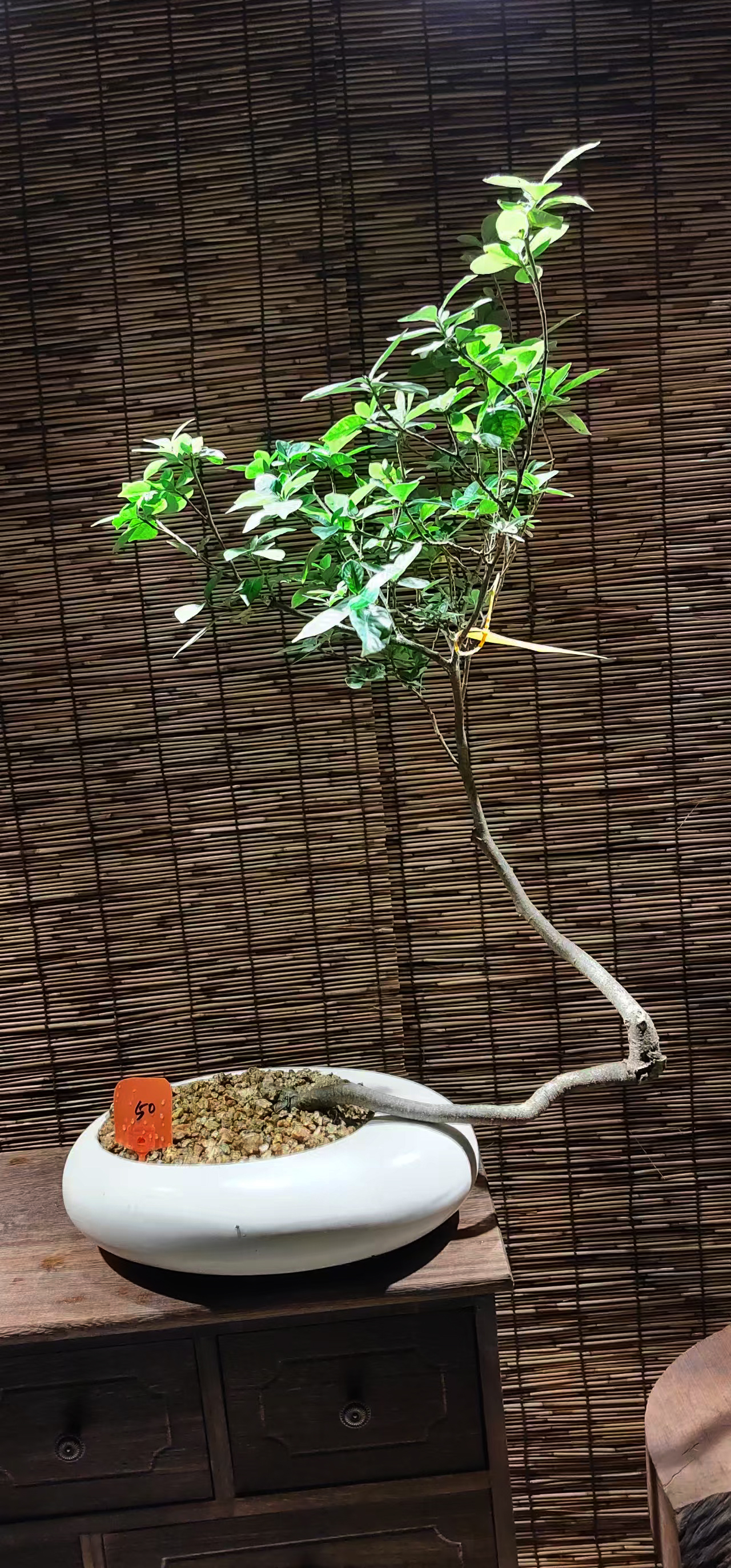 50号海岛桅子花网红盆栽绿植高级感宋式美学观叶造景
