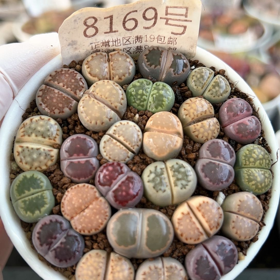 8169三年彩饼干25颗1.2cm左右