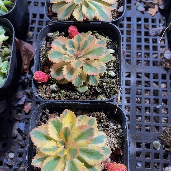 亚特兰蒂斯锦带盆土发