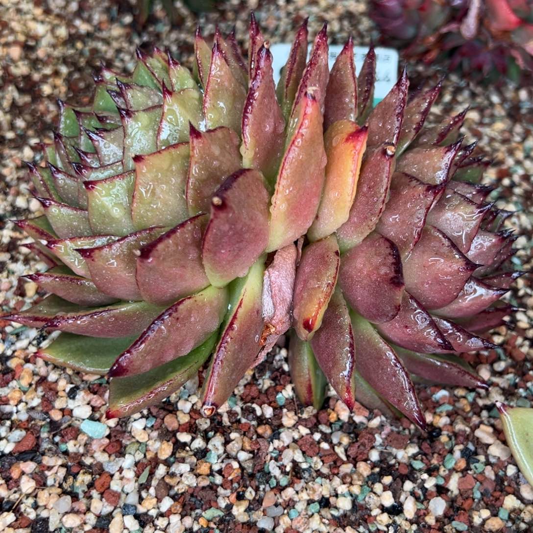 从前慢多肉精选编号0116.144