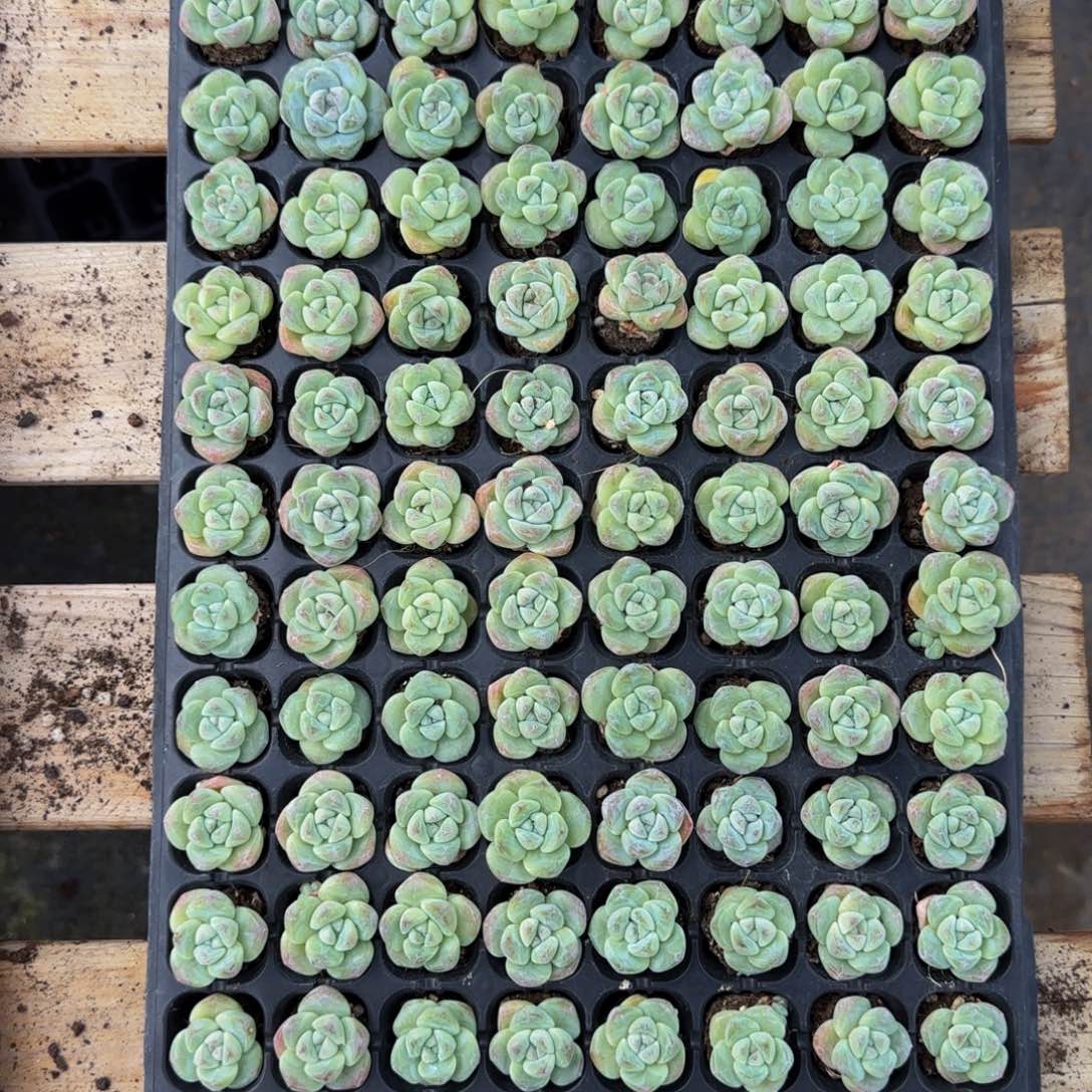 8颗一组琥珀冰玉单头特价