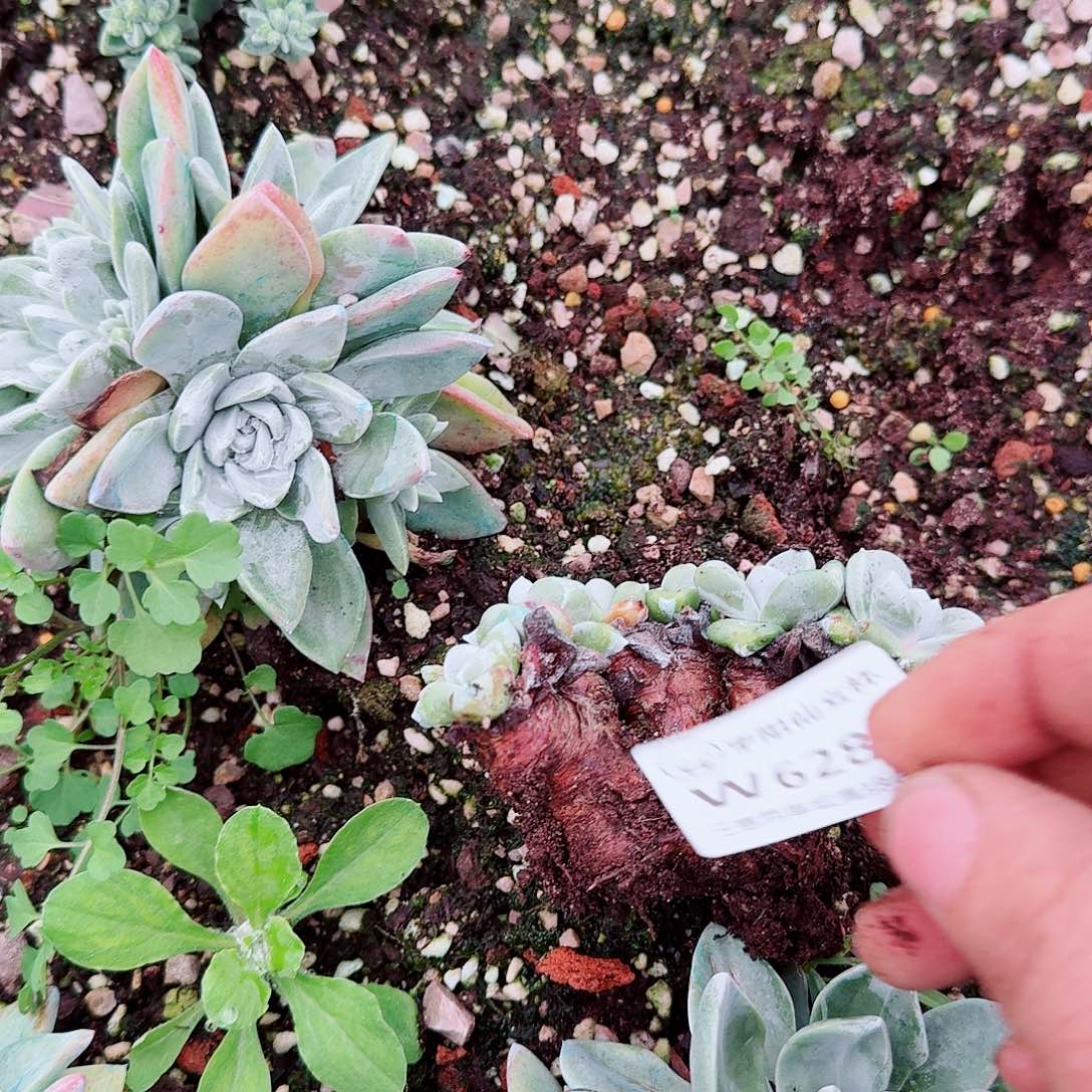 静***开6283泡芙苹果叶多肉