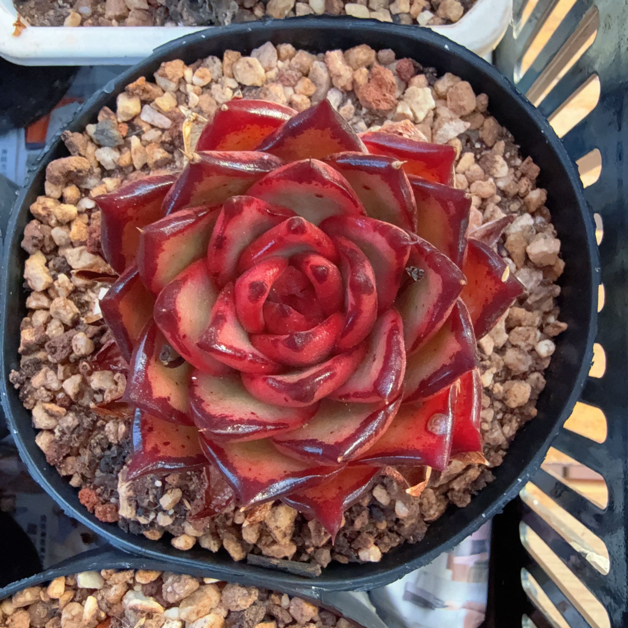 110#大杰奎琳单头（6-8cm）脱土