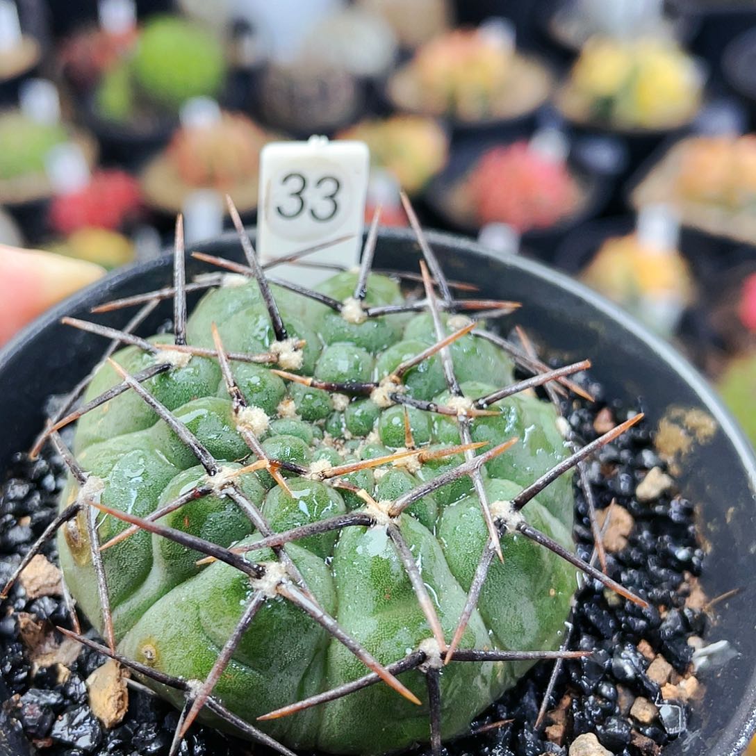 非偏远地区满25裸根发货仙人球