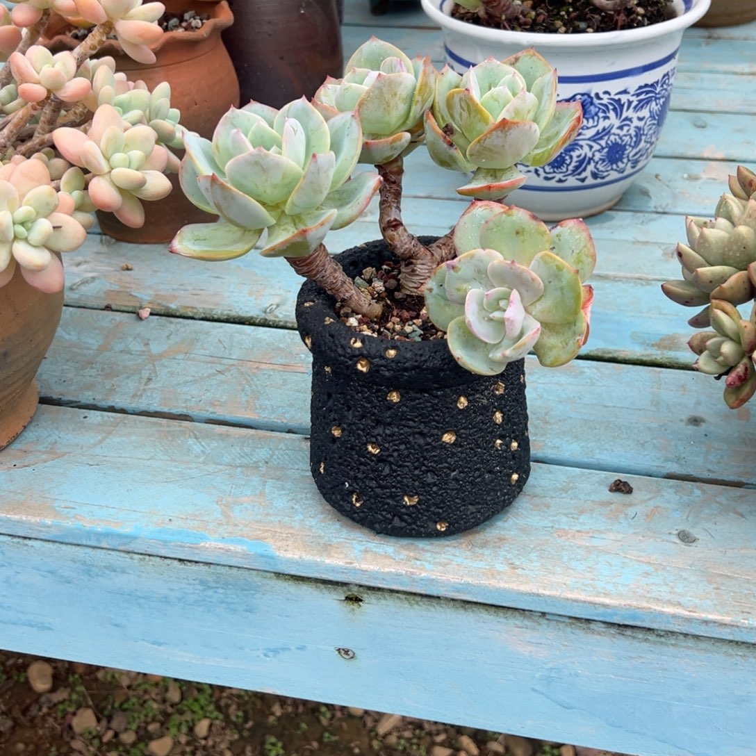 M***M白凤多肉植物脱土